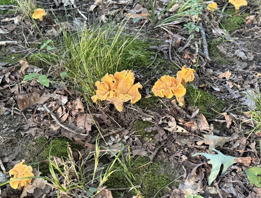 Golden chanterelle mushrooms growing naturally on the forest floor in a hardwood forest during late summer in USDA Zone 6.