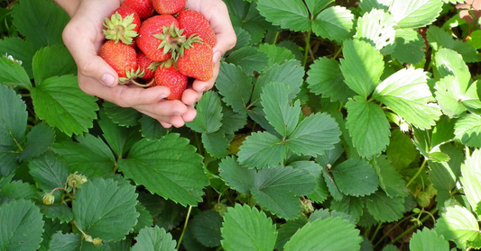 Hands holding freshly picked strawberries over lush green strawberry plants on a sunny day
