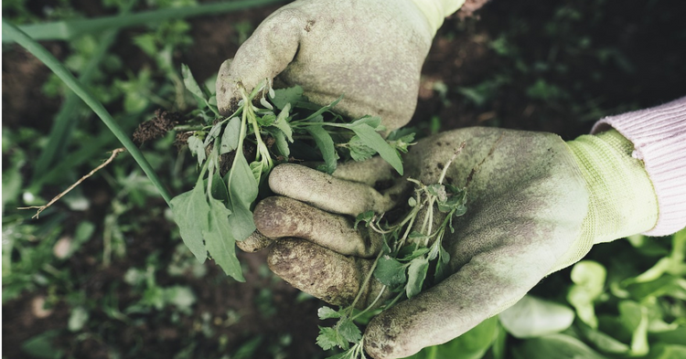 Hands wearing gardening gloves holding a freshly dug plant, ready for planting in the garden
