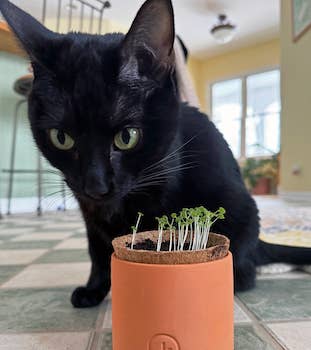 Black cat looking at a small potted plant indoors