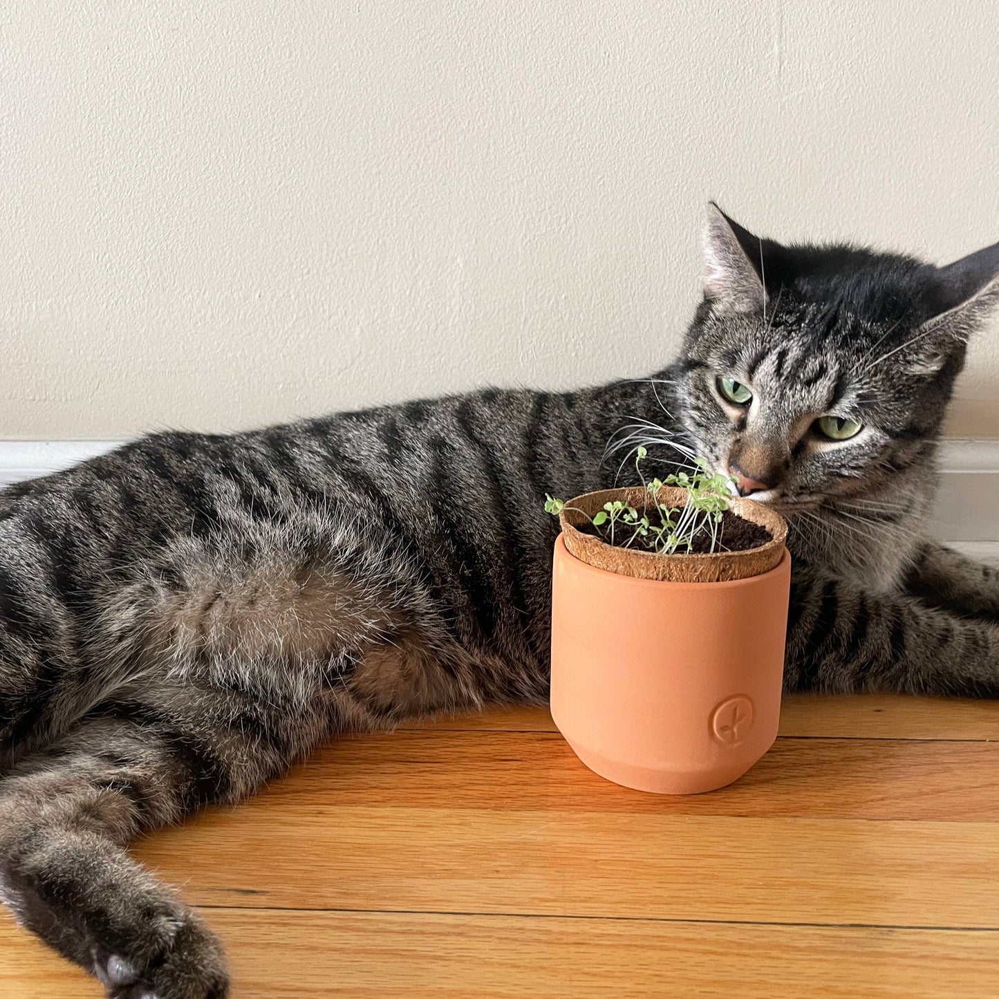 Cat interacting with a small potted plant on a wooden surface