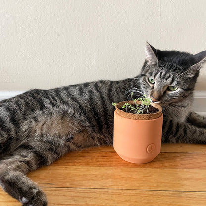 Cat interacting with a small potted plant on a wooden surface