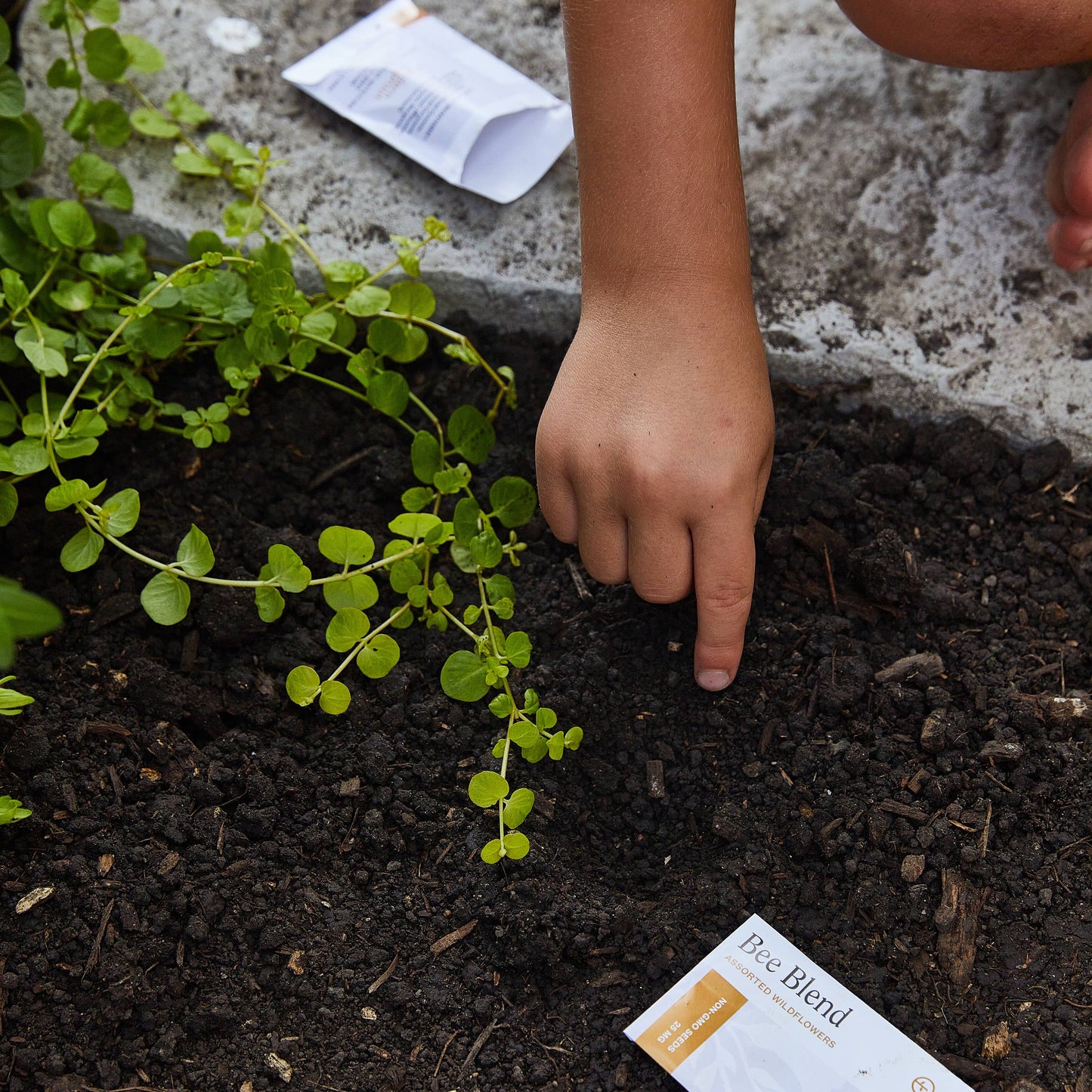 Hand planting a small plant into soil with seed packets nearby