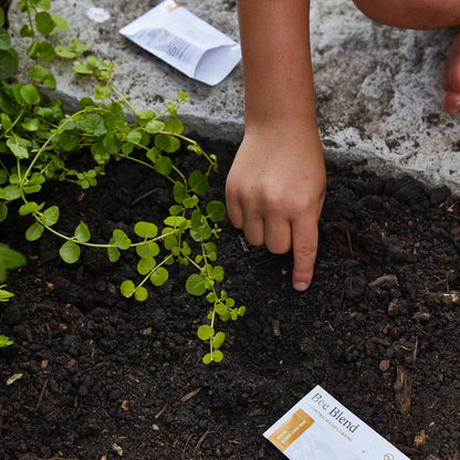 Hand planting a small plant into soil with seed packets nearby