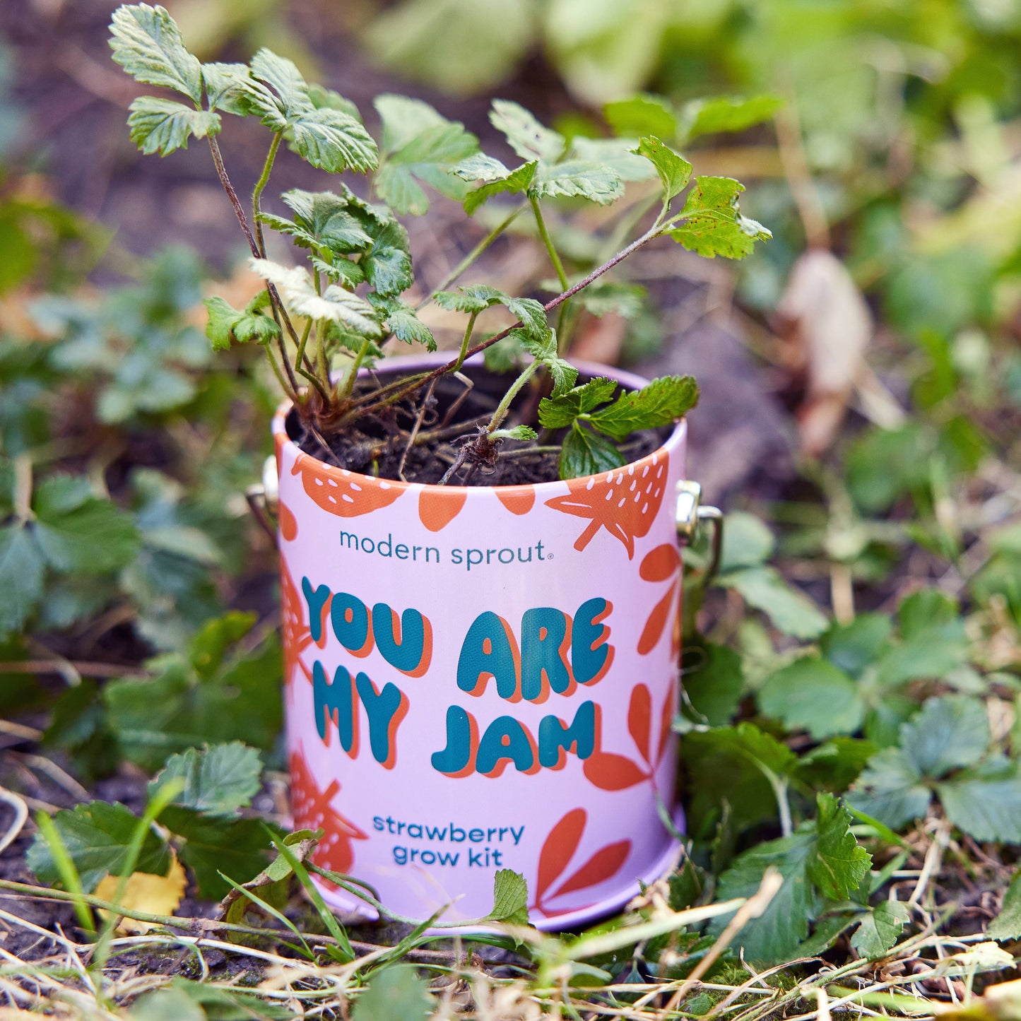 Potted plant in a 'You Are My Jam' strawberry grow kit container outdoors.