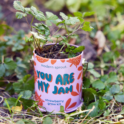 Potted plant in a 'You Are My Jam' strawberry grow kit container outdoors.