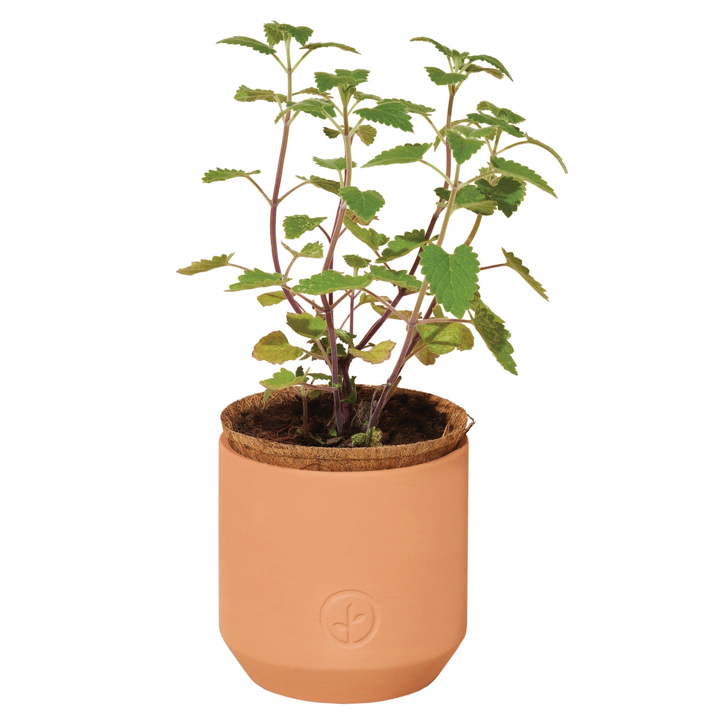Potted plant in a terracotta pot on a white background